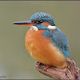 Alcedo Atthis