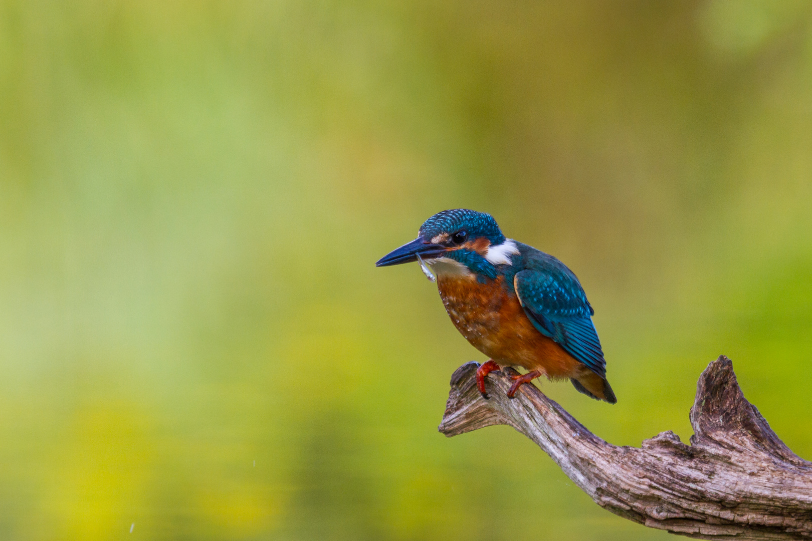Alcedo atthis Foto & Bild tiere, wasser, orange Bilder auf