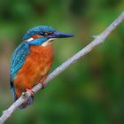 Alcedo atthis