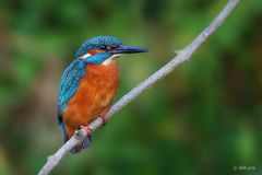 Alcedo atthis