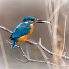 Alcedo Atthis