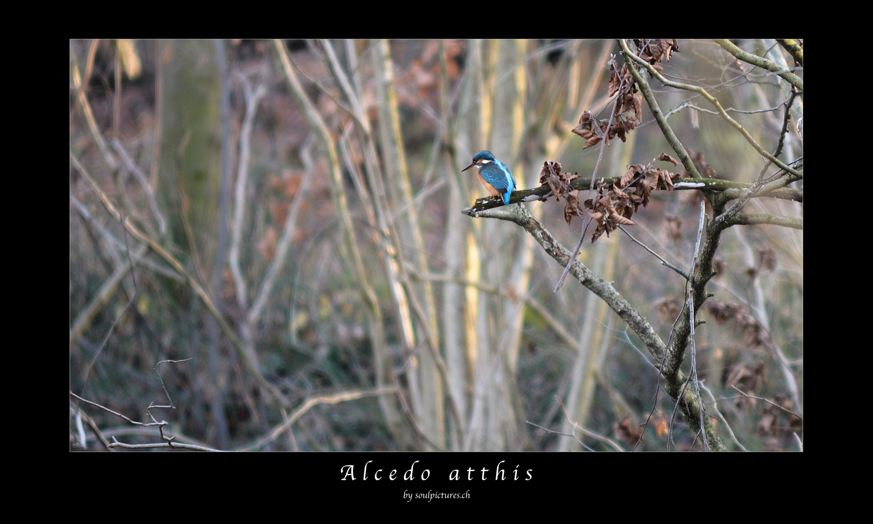 Alcedo atthis