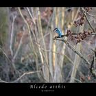 Alcedo atthis