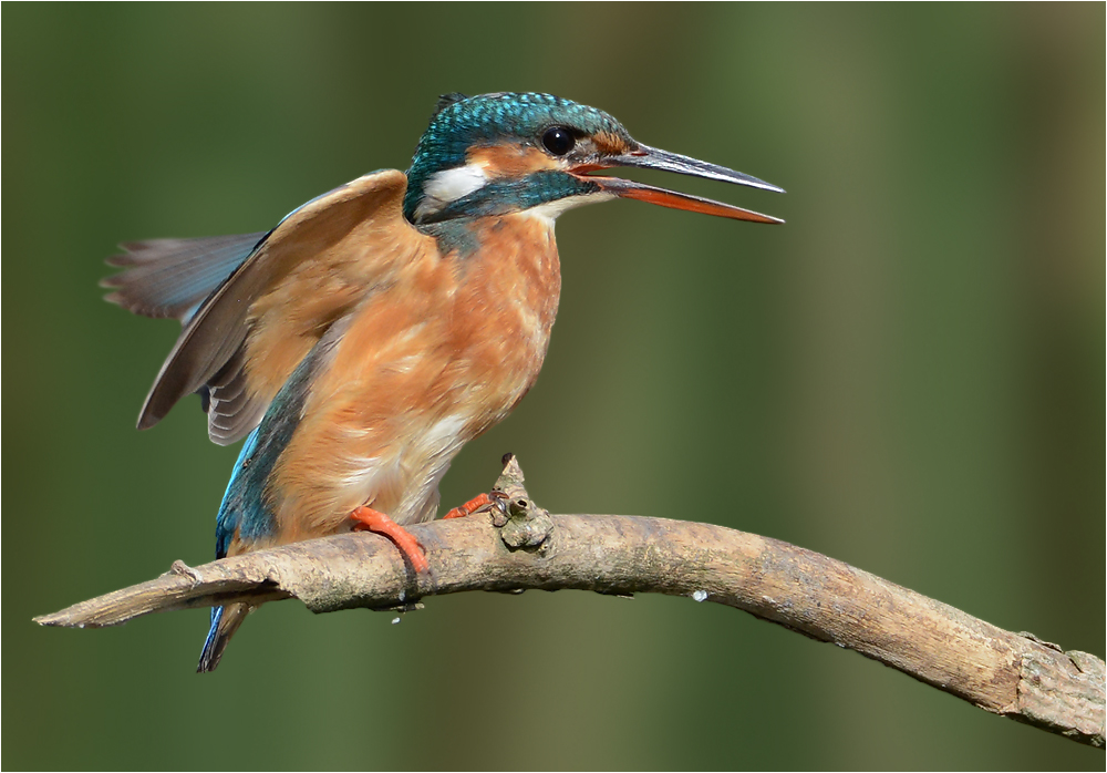 Alcedo atthis