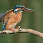 Alcedo atthis