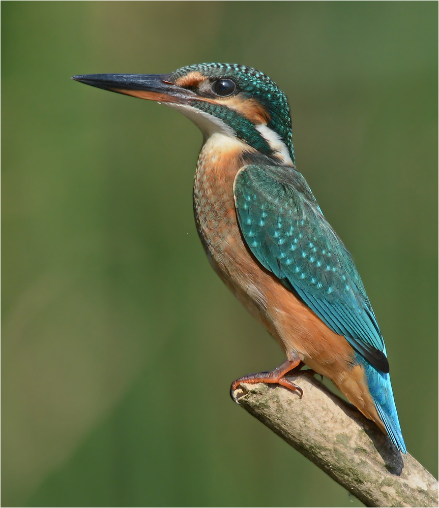 Alcedo atthis