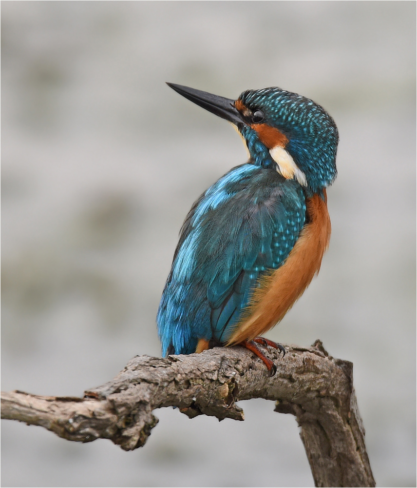 Alcedo atthis