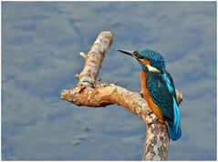 Alcedo atthis