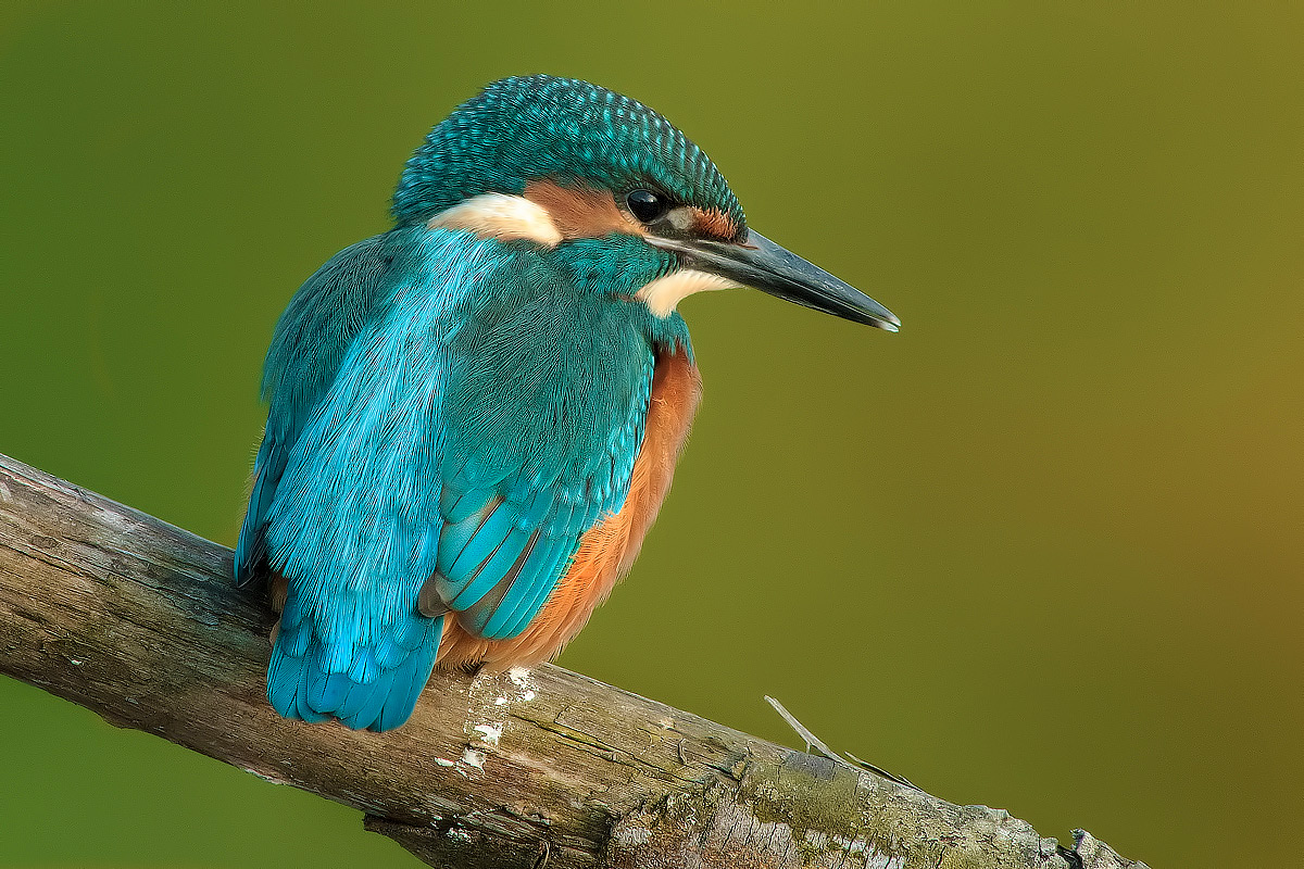 Alcedo atthis