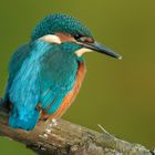 Alcedo atthis