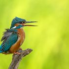 Alcedo atthis