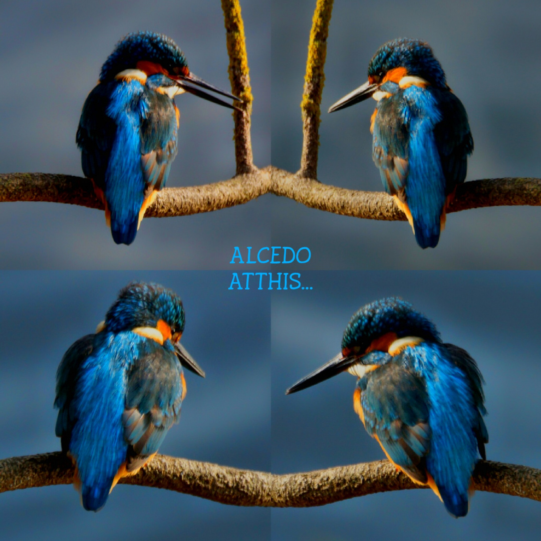 ALCEDO ATTHIS... 