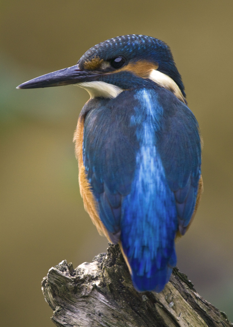 Alcedo atthis