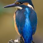 Alcedo atthis