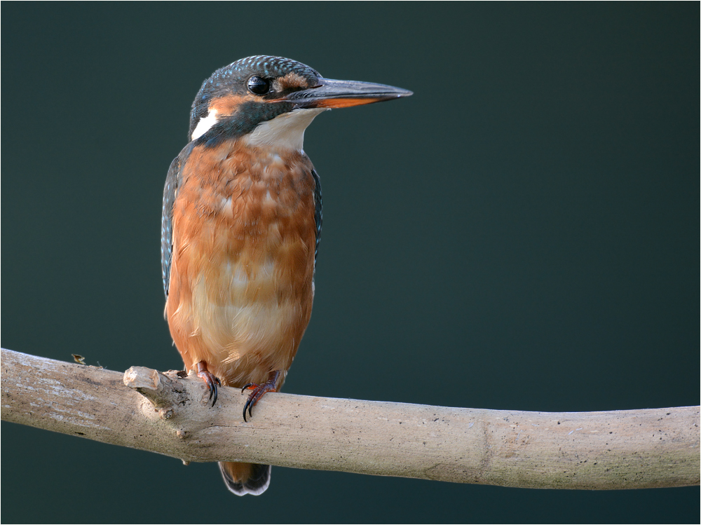 Alcedo atthis