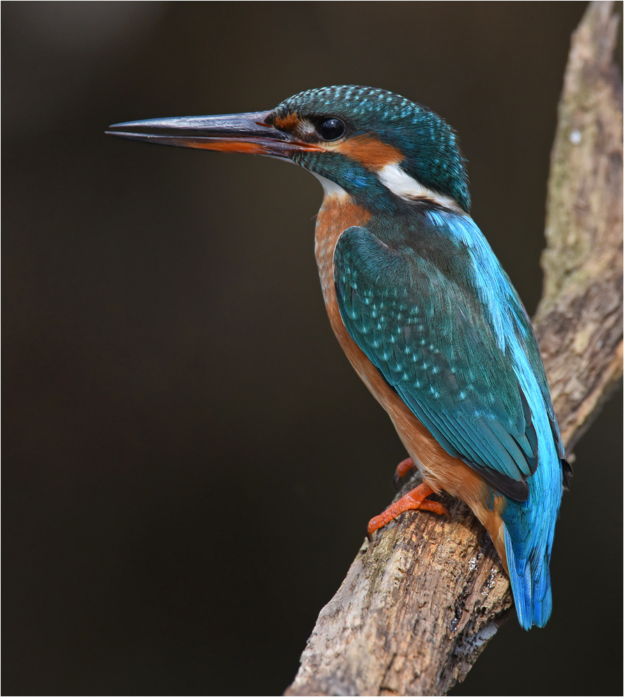 Alcedo atthis