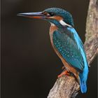 Alcedo atthis