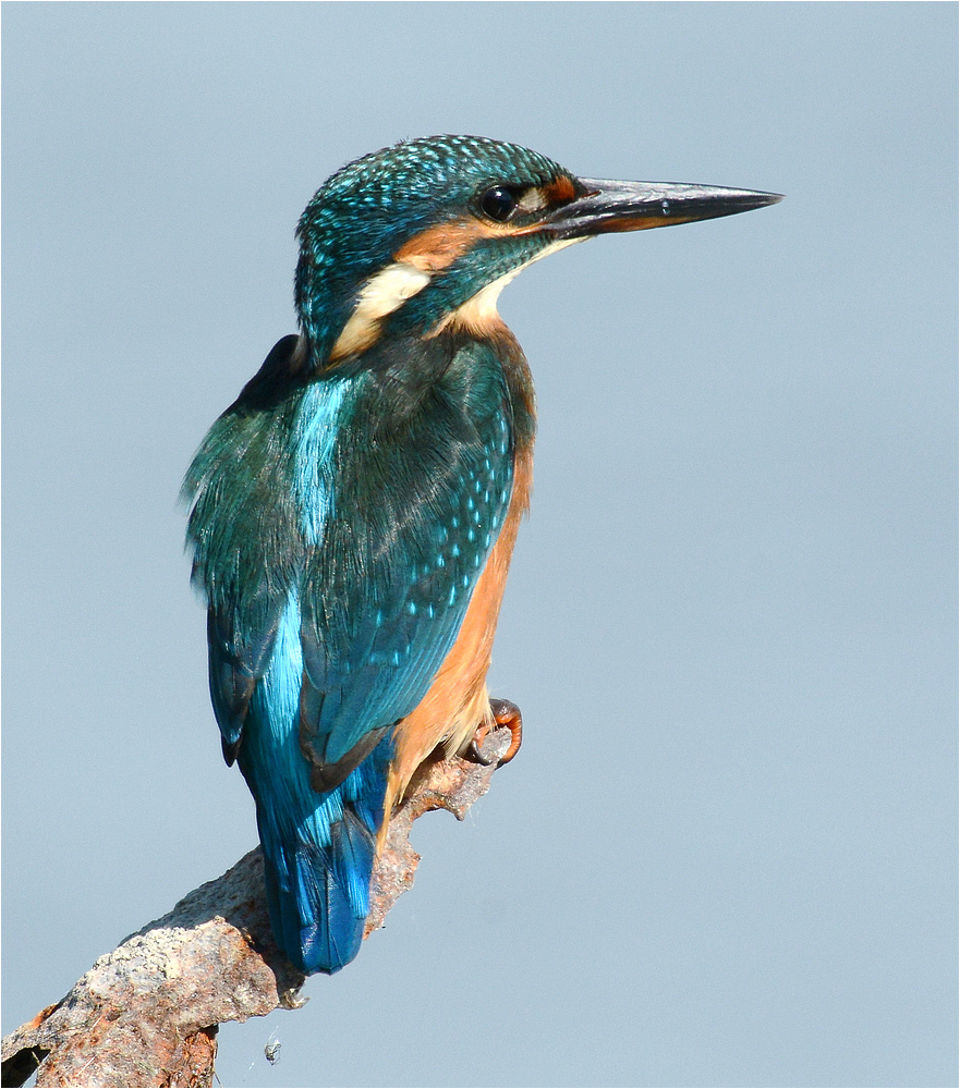 Alcedo atthis