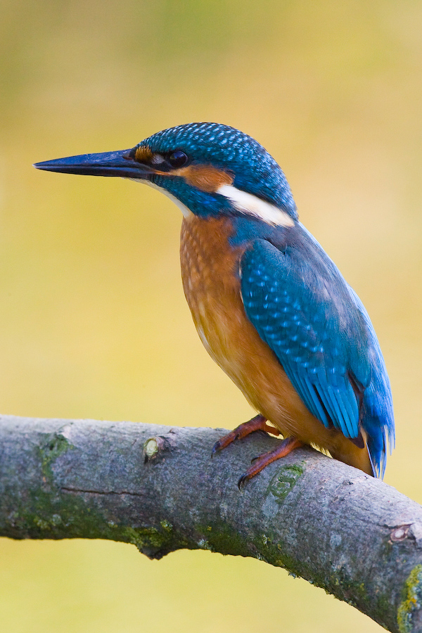 Alcedo Atthis