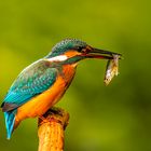 Alcedo atthis