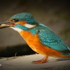 ALCEDO ATTHIS A PRANZO