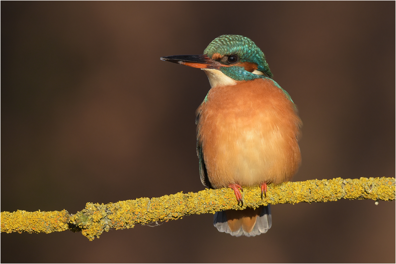 Alcedo atthis