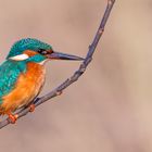 Alcedo Atthis