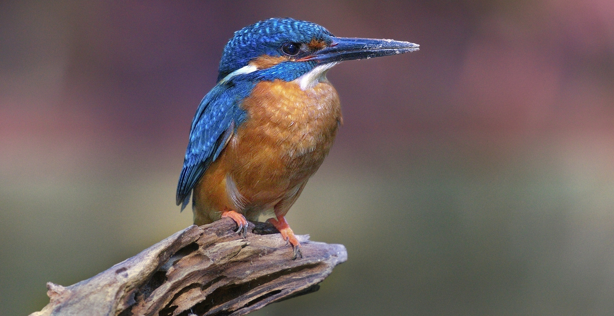 Alcedo Atthis 