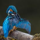 Alcedo atthis