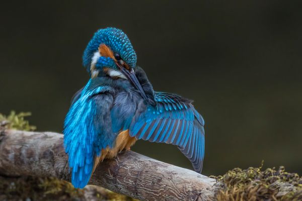 Alcedo atthis