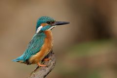 Alcedo atthis