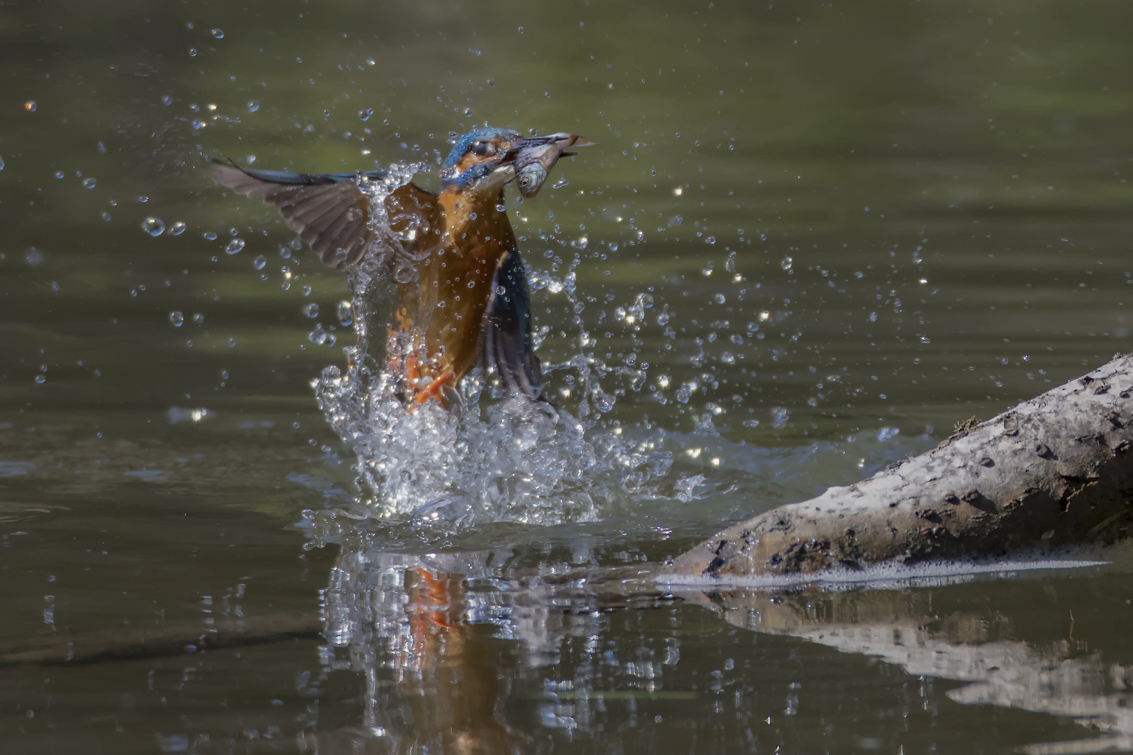 Alcedo atthis