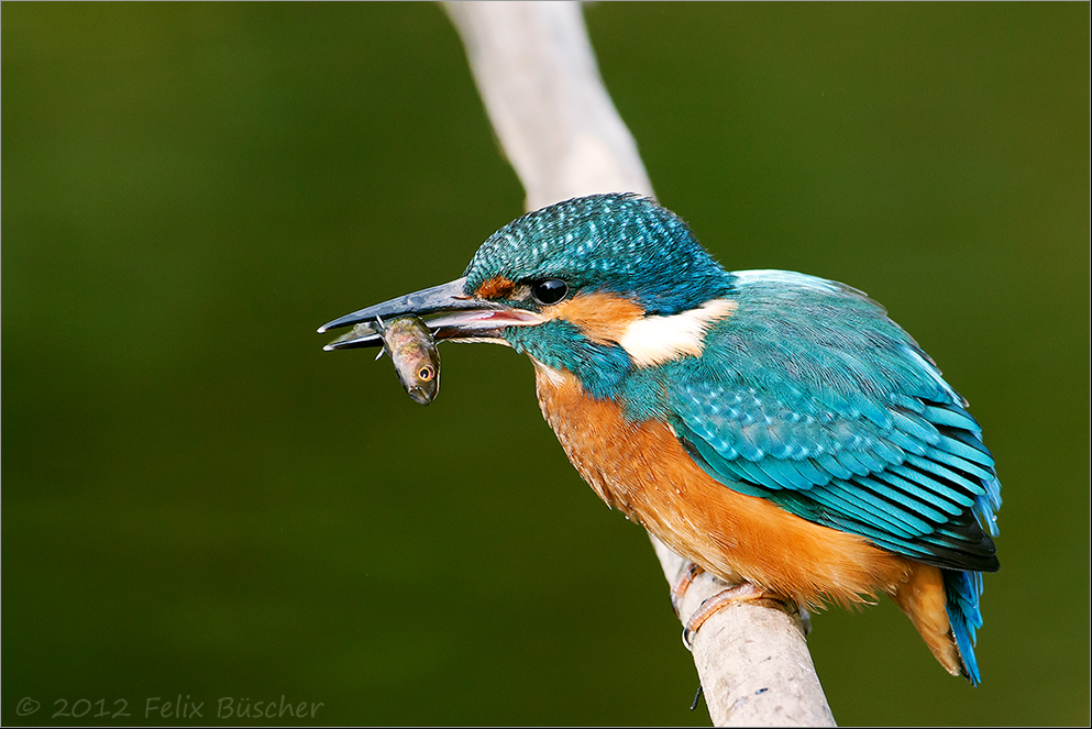 "Alcedo atthis" bei der Nahrungsaufnahme