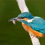 "Alcedo atthis" bei der Nahrungsaufnahme