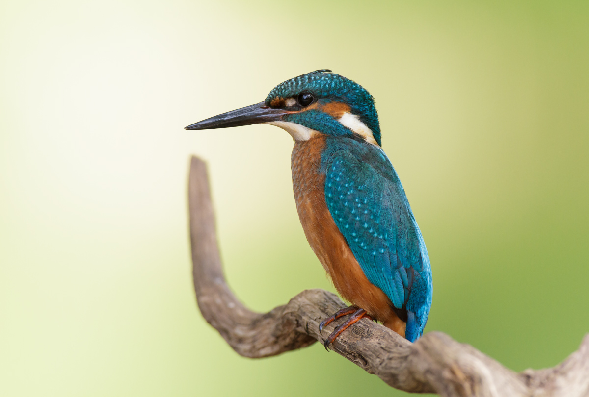 Alcedo atthis