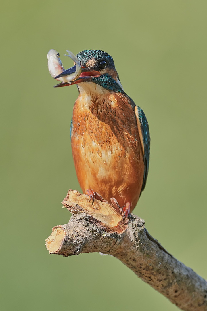 Alcedo Atthis