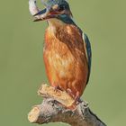 Alcedo Atthis