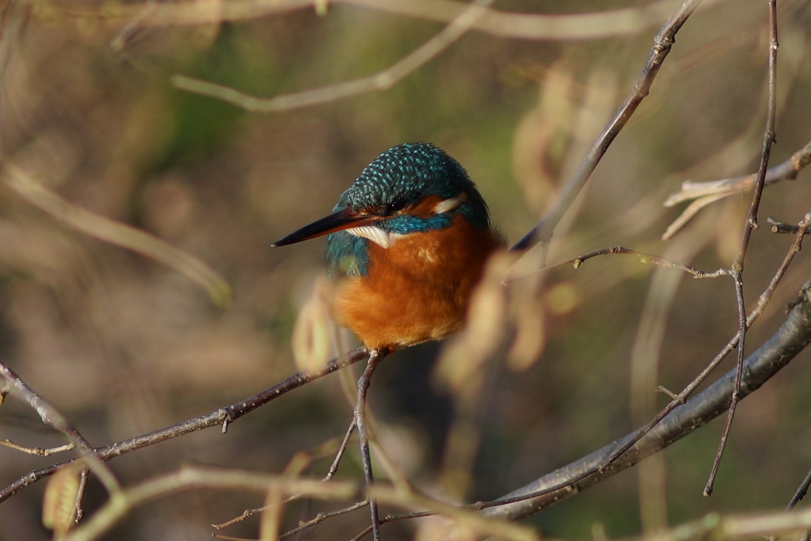 ALCEDO ATTHIS (DER EISVOGEL 1)