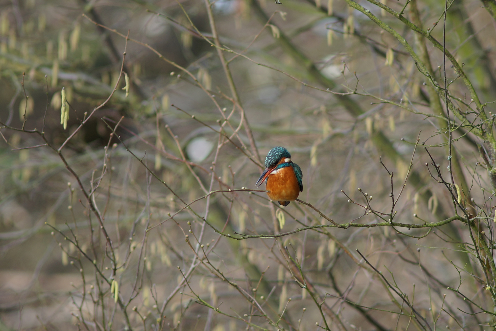 ALCEDO ATTHIS ( DER EISVOGEL 2)