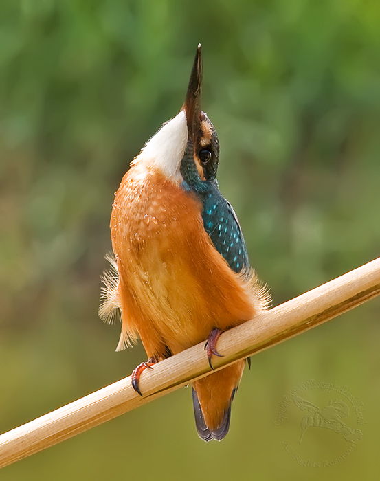 Alcedo atthis