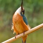 Alcedo atthis