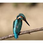 Alcedo atthis