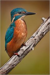 "Alcedo atthis" - ein Juwel unter den heimischen Vögeln!