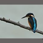 Alcedo Atthis