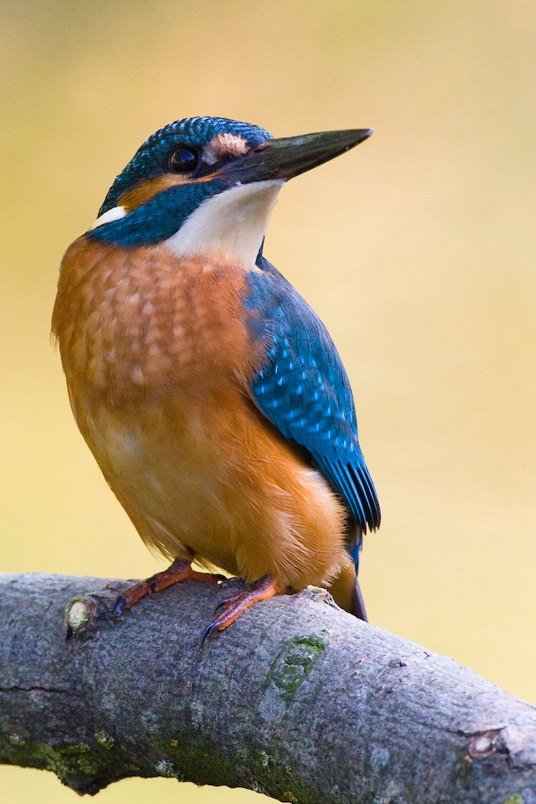 Alcedo atthis