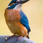 Alcedo atthis