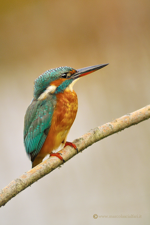 Alcedo atthis (femmina)