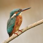 Alcedo atthis (femmina)