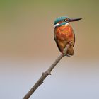 Alcedo atthis (femmina)