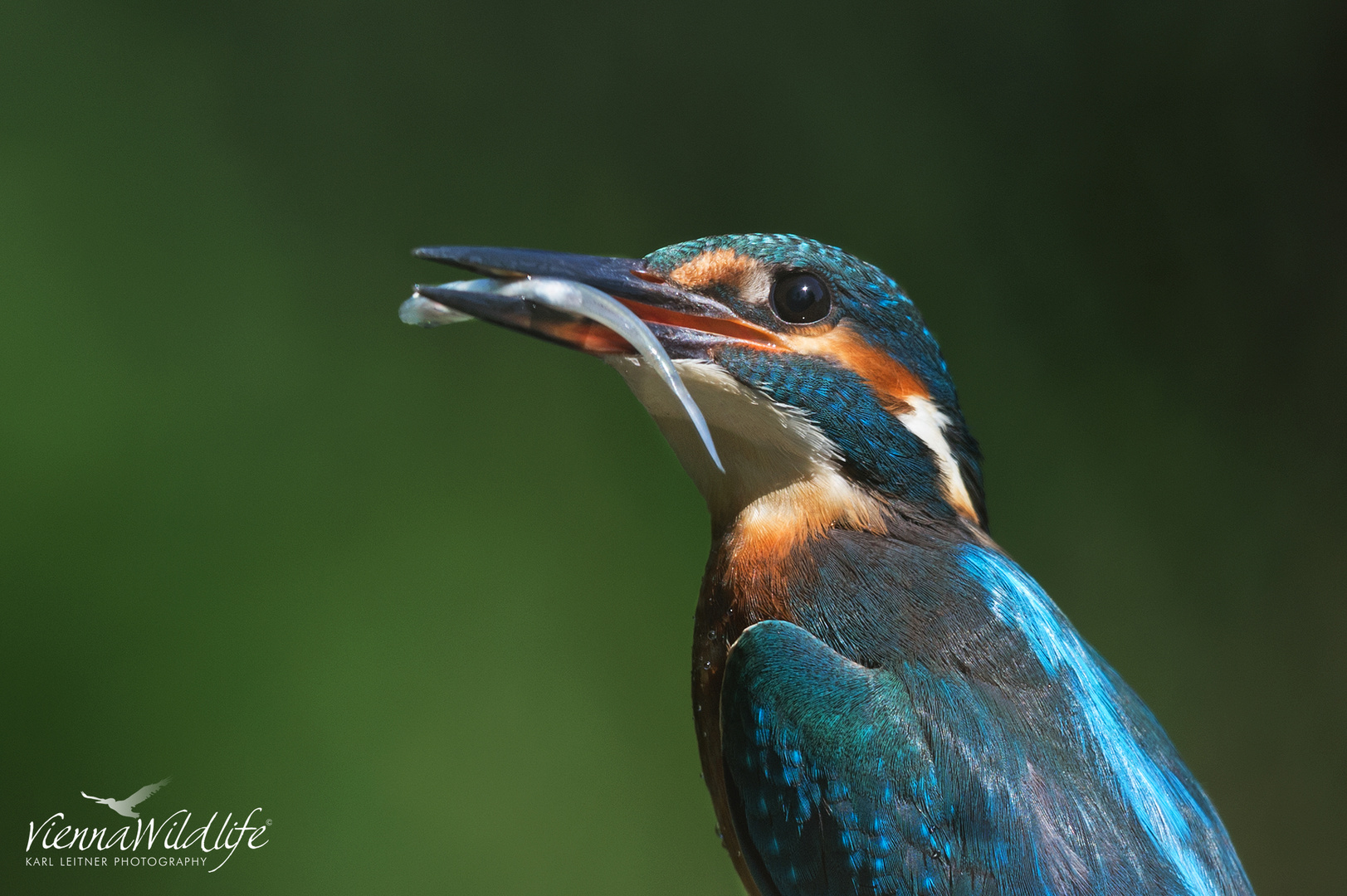 Alcedo atthis